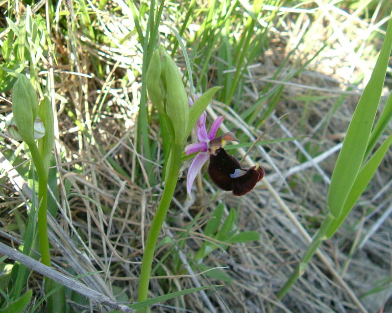 Ophrys bertolonii